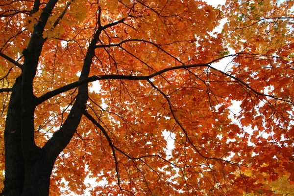 Jesień nastroju — Zdjęcie stockowe