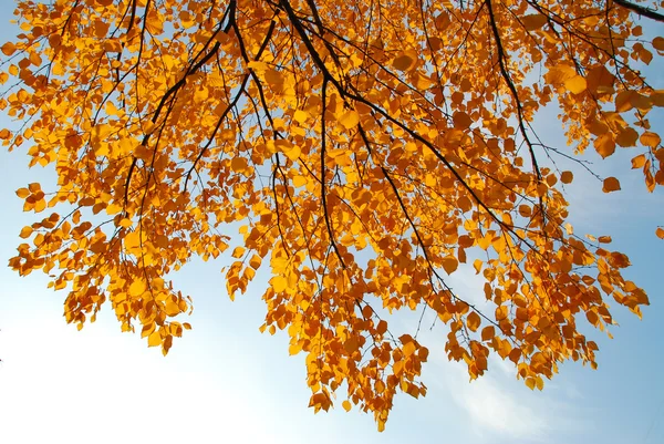 Il regno delle foglie — Foto Stock