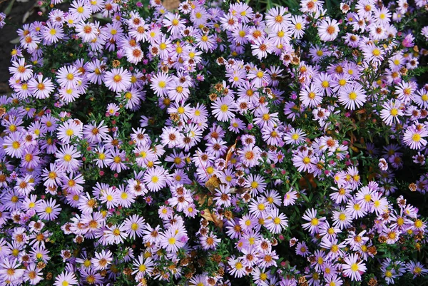 stock image Autumn flowers