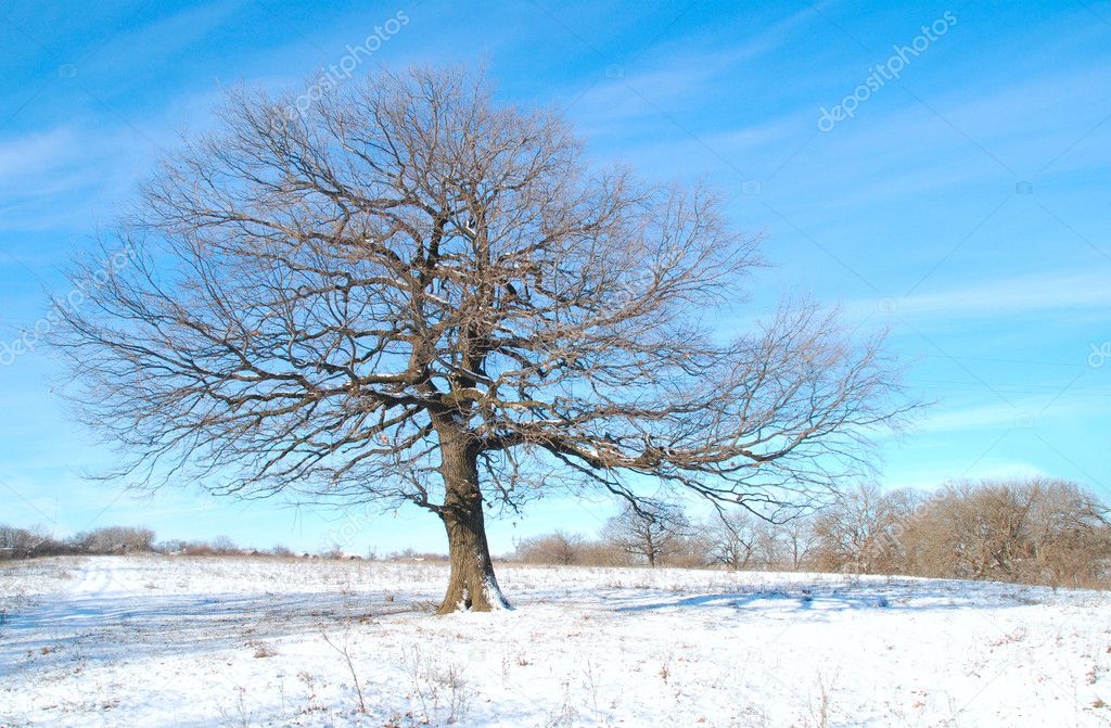 Tree, winter landscape. Around the snowy woods