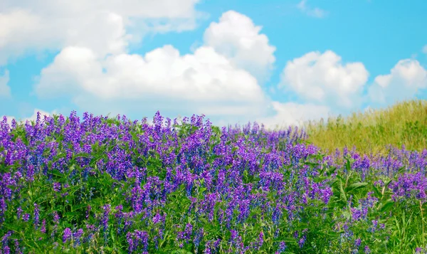 Beaucoup Arbustes Fleurs Fleurs Violettes — Photo