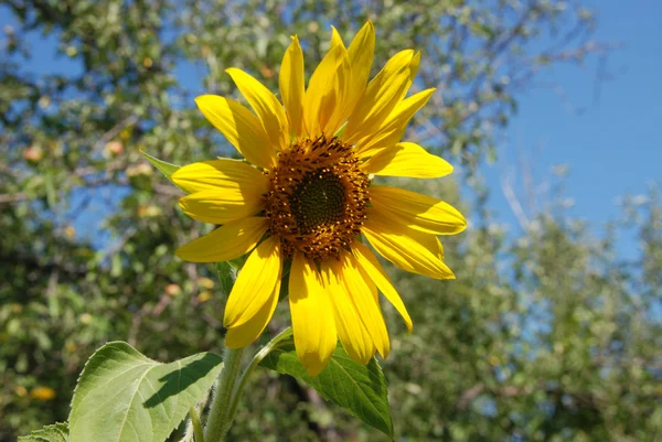 Sunflowers Field Lot Vegetation — Stock Photo, Image