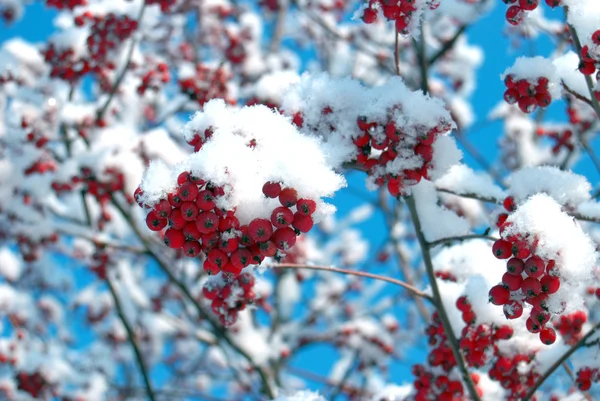 Ashberry under the snow — Stock Photo, Image