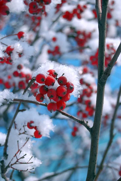 Rowan Tree Täckt Med Snö — Stockfoto