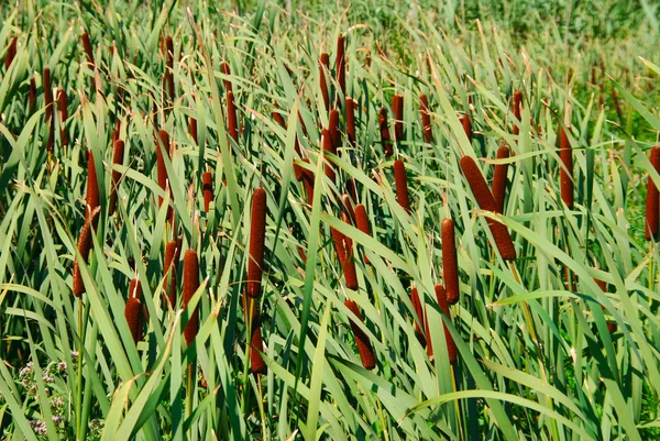 stock image Reed. In the swamp big beautiful reeds