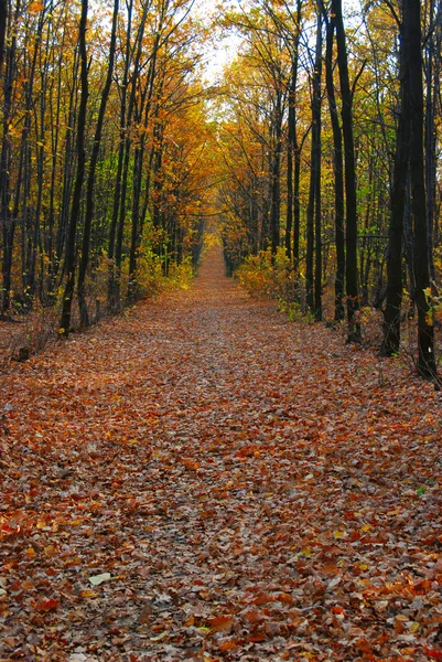 树林中的路径 周围的树叶地毯 — 图库照片