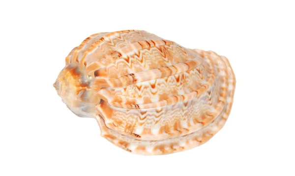큰 달팽이 — 스톡 사진