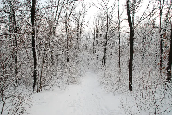 Bosques cubiertos de nieve —  Fotos de Stock