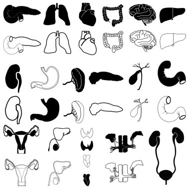 Internal organs in white and black colors, vector illustration, eps10 clipart