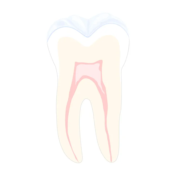Tooth Dwarsdoorsnede Witte Achtergrond Eps10 — Stockvector