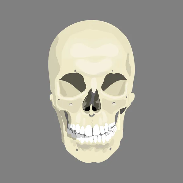 灰色の背景 ベクトル図 Eps10 の人間の頭蓋骨 — ストックベクタ