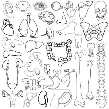 Internal organs, vector illustration, eps10 clipart