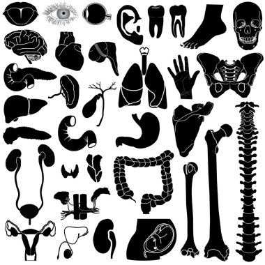 Internal organs, vector illustration, eps10 clipart