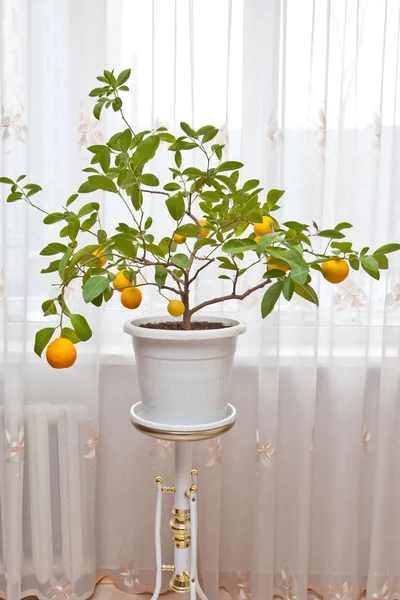 Citrons sur une branche — Photo