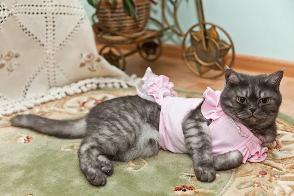 Macska -ban egy rózsaszín ruha — Stock Fotó