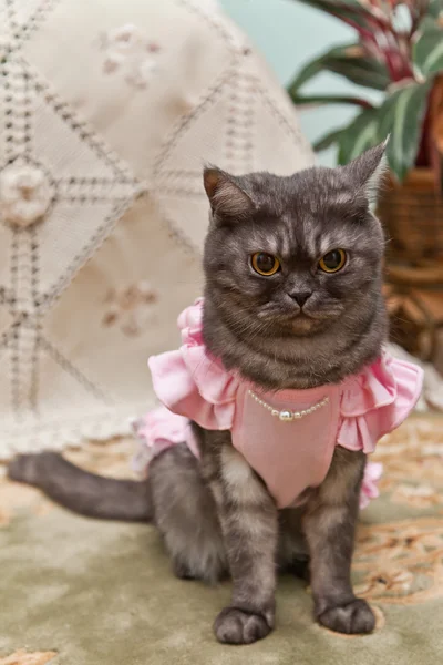 Kočka v růžových šatech — Stock fotografie