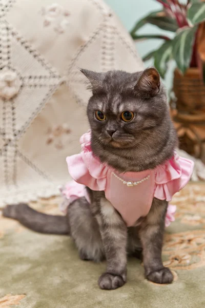 Kat in een roze jurk — Stockfoto