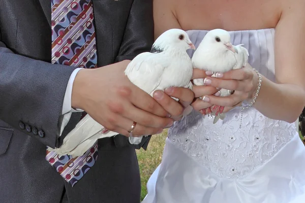 stock image Pigeons in hands young