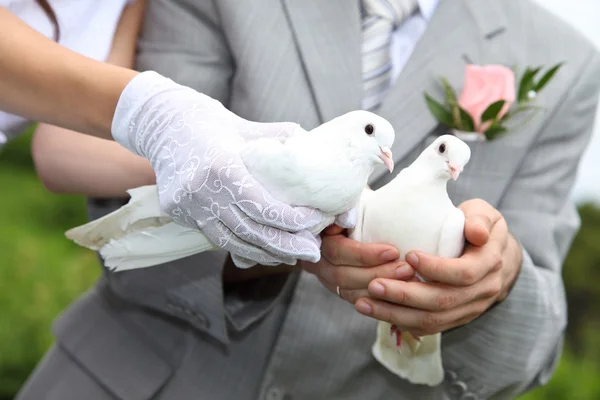 Pombos em mãos jovens — Fotografia de Stock