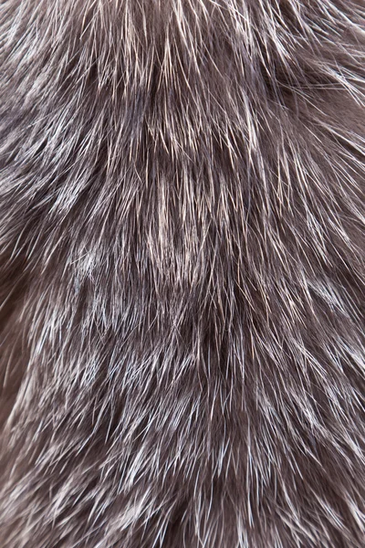 Szary futro — Zdjęcie stockowe