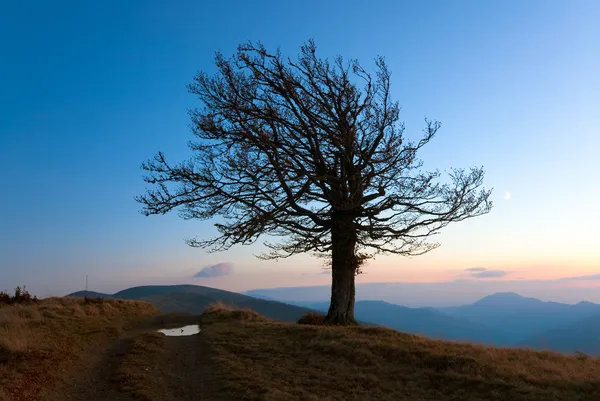 Lonely autumn naked tree on night mountain hill top