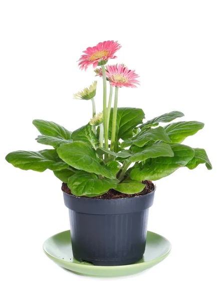 Gerbera rosa in vaso da fiori — Foto Stock
