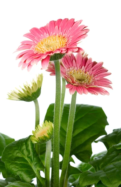 Gerbera rosa em vaso de plantas — Fotografia de Stock