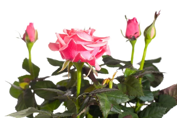 Blossoming rose plant — Stock Photo, Image