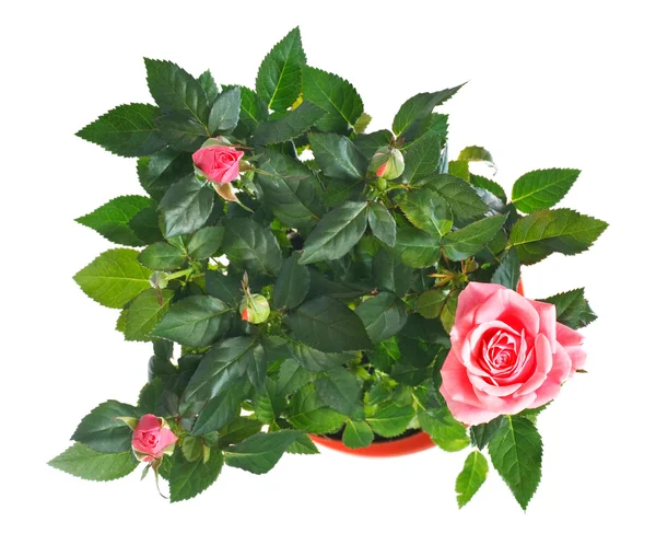 Plante de rose en fleurs en pot de fleurs — Photo