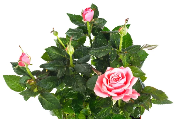 Blühende Rosenpflanze mit Tautropfen — Stockfoto