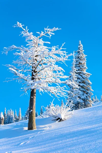 Снежный пейзаж — стоковое фото