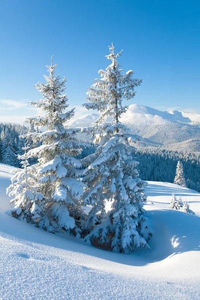 눈밭 — 스톡 사진