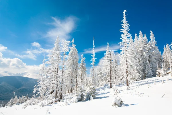 Сніжний пейзаж — стокове фото