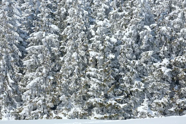 Foresta invernale (sfondo naturale ) — Foto Stock