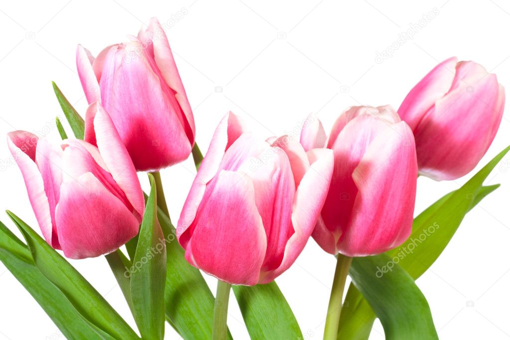Holiday tulips bouquet isolated on white