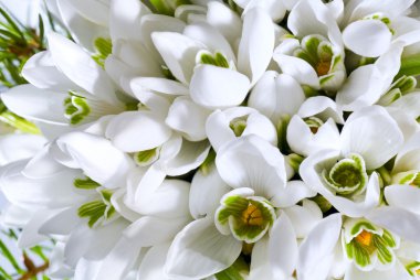 Snowdrop flowers background clipart