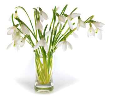 Snowdrop flowers nosegay isolated on white clipart