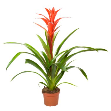 Bromeliad bitkisi