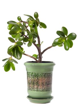 Crassula (dollar tree) plant isolated on white. clipart