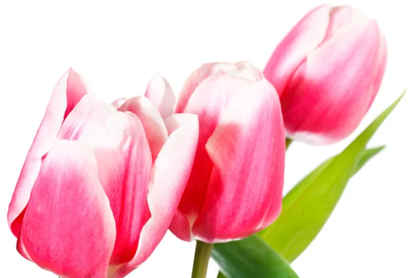 Bouquet de tulipes de vacances isolé sur blanc — Photo