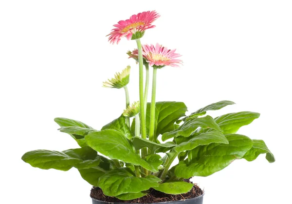 Pink gerbera in flowerpot — Stock Photo, Image