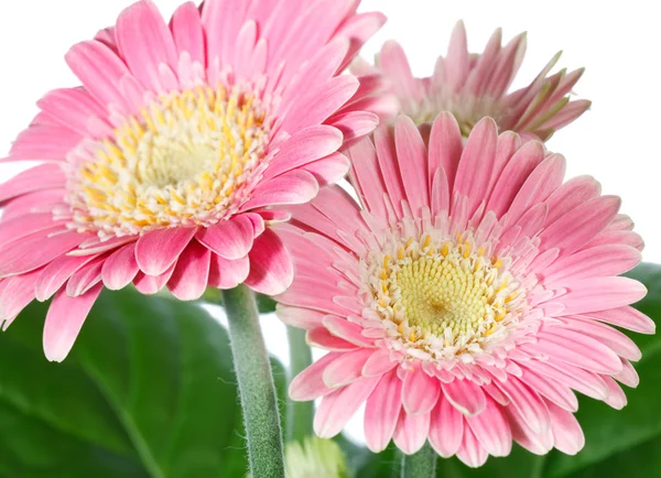 Flori de gerbera roz — Fotografie, imagine de stoc