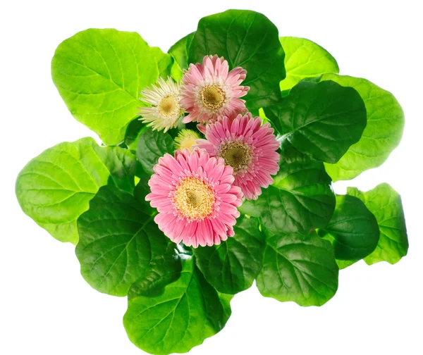 Gerbera rosa em vaso de plantas — Fotografia de Stock