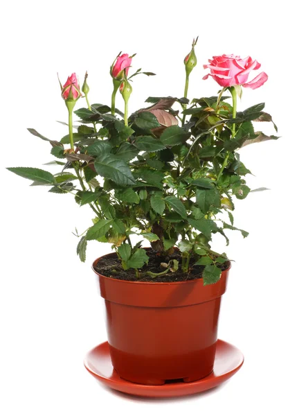 Blossoming rose plant in flowerpot — Stock Photo, Image