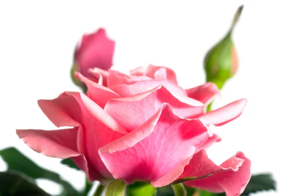 Kwitnąca roślina róża — Zdjęcie stockowe