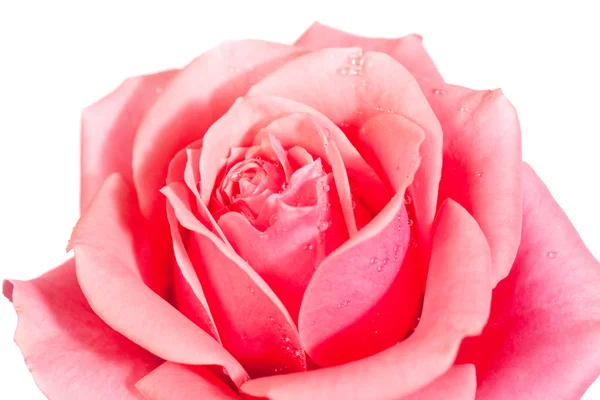 Blommande rosa blomma — Stockfoto
