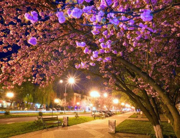 Night urban view with japanese cherry blossom — Stock Photo, Image