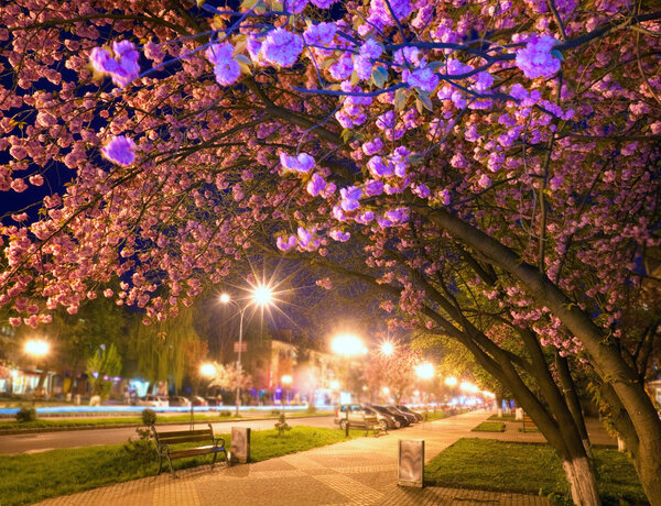 Night urban view with japanese cherry blossom