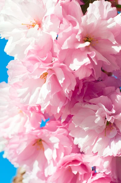 Pembe Japon kiraz çiçeği — Stok fotoğraf