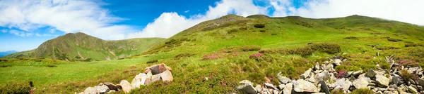 Carpathian Mountains panorama with pink rhododendron flowers — Stock Photo, Image